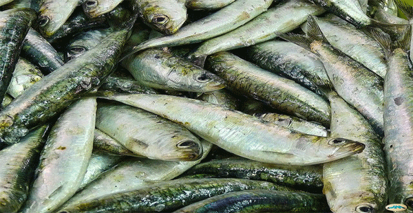 Macarrones con sardinas y guisantes